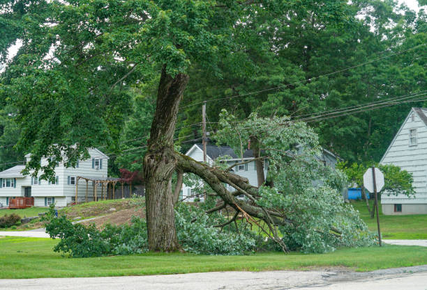 Trusted Elmwood, LA  Tree Services Experts